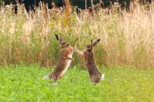 5 Most Aggressive Rabbit Breeds