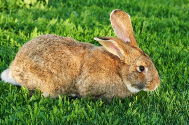 5 most aggressive rabbit breeds, MestoSveta Shutterstock