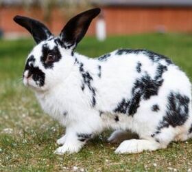 5 most aggressive rabbit breeds, Lukasz Pawel Szczepanski Shutterstock