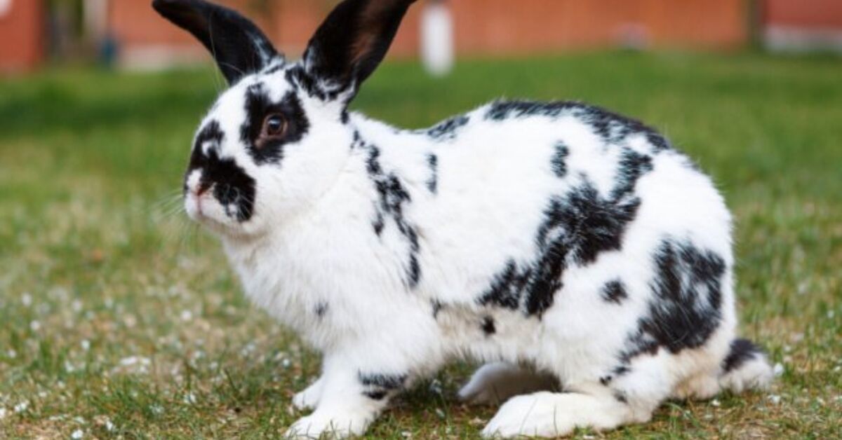 Black And White Rabbit Breed