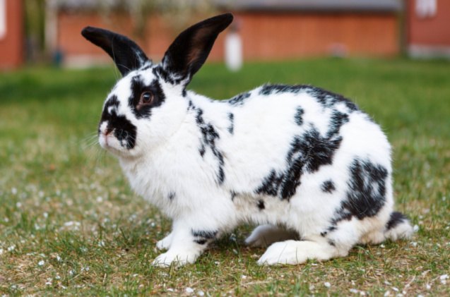 5 most aggressive rabbit breeds, Lukasz Pawel Szczepanski Shutterstock