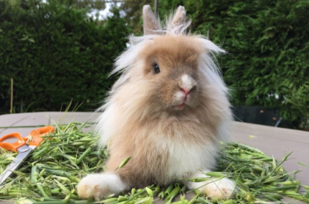 5 Most Aggressive Rabbit Breeds | PetGuide