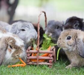 5 most aggressive rabbit breeds, Roselynne Shutterstock