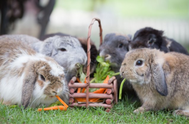 5 most aggressive rabbit breeds, Roselynne Shutterstock