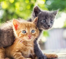 why feeding your feline the right food is important, Image by CebotariN Shutterstock com