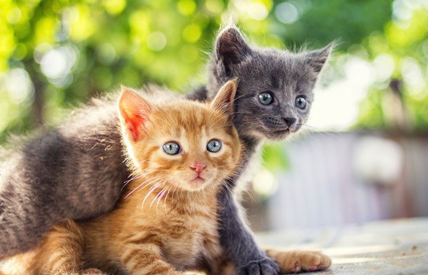 why feeding your feline the right food is important, Image by CebotariN Shutterstock com