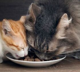 why feeding your feline the right food is important, Image by Irina Kozorog Shutterstock com