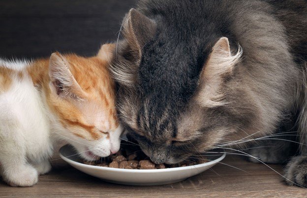why feeding your feline the right food is important, Image by Irina Kozorog Shutterstock com
