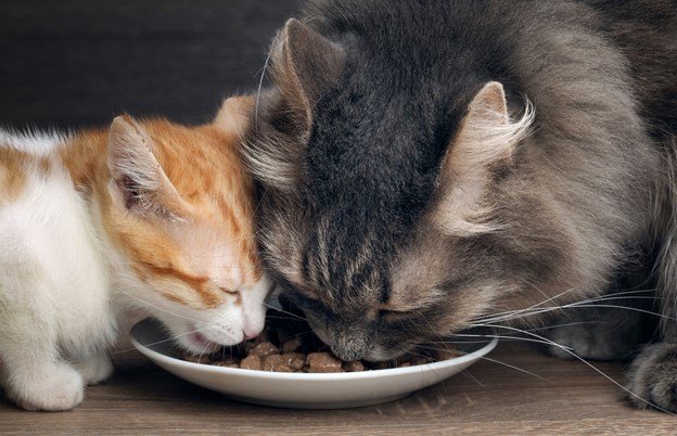 why feeding your feline the right food is important