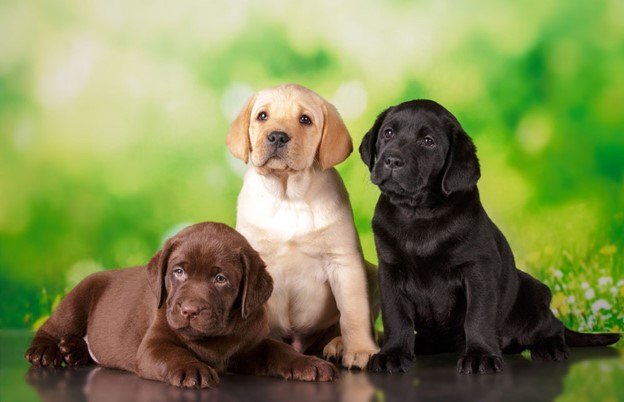 feed your lab food thats built for them