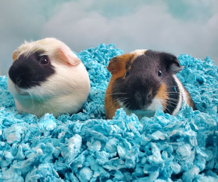 best guinea pig bedding