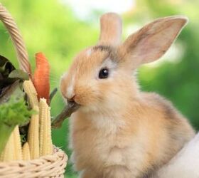 10 Foods You Didn’t Know Could Harm Your Bunny