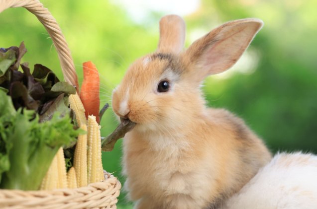 10 foods you didnt know could harm your bunny, UNIKYLUCKK Shutterstock
