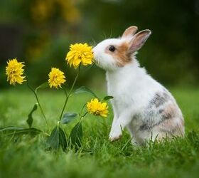 10 most common rabbit behaviors explained, Rita Kochmarjova Shutterstock