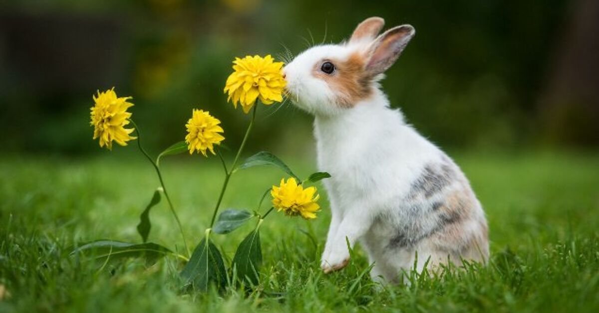 10 Most Common Rabbit Behaviors Explained | PetGuide