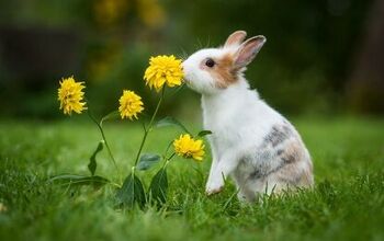 10 Most Common Rabbit Behaviors Explained