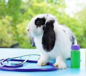 5 Most Common Rabbit Diseases and How To Prevent Them