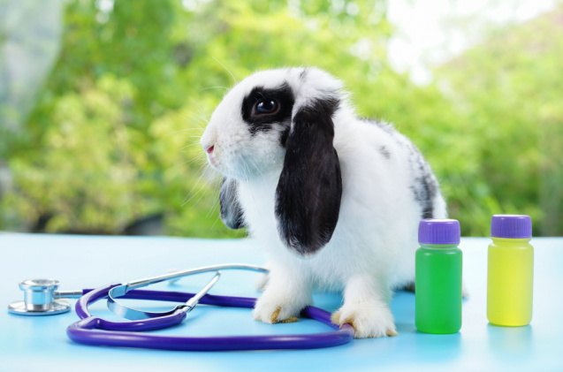 5 most common rabbit diseases and how to prevent them, Verin Shutterstock