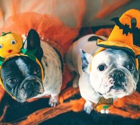 8 Ways to Celebrate Halloween With Your Dog