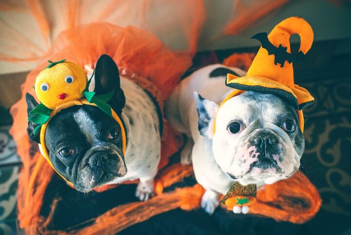 8 ways to celebrate halloween with your dog, KikoStock Shutterstock