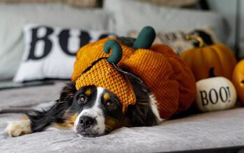 Is Dressing Up Pets in Halloween Costumes Cruel?