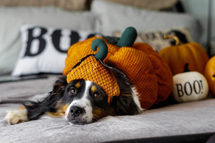 is dressing up pets in halloween costumes cruel, Mackenzie Kilmer Shutterstock