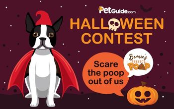 Scare The Poop Out of Us Halloween Dog Costume Contest