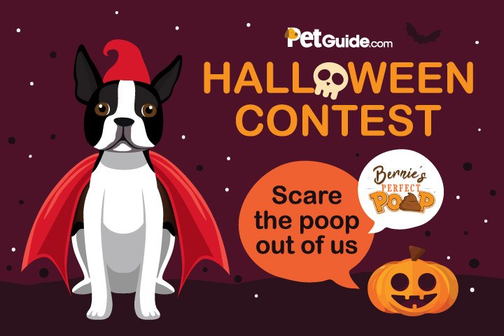 scare the poop out of us halloween dog costume contest