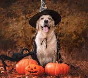 Do Dogs Like Halloween Costumes?