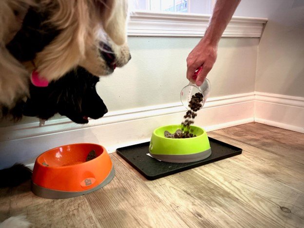 bark customizes dog food to ensure the best diet for your best friend