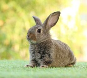 ask the animal communicator familys new pet rabbit isn t friendly, Roselynne Shutterstock