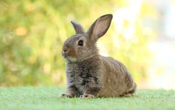 Ask the Animal Communicator: Family’s New Pet Rabbit Isn't Friendly