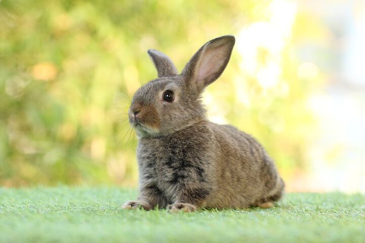 ask the animal communicator familys new pet rabbit isn t friendly, Roselynne Shutterstock