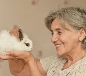 5 best rabbits for companions, Ruslan Huzau Shutterstock
