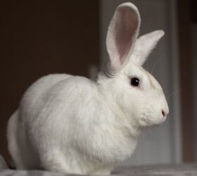 5 best rabbits for companions, Angela Holmyard Shutterstock