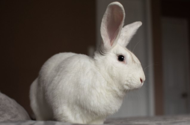 5 best rabbits for companions, Angela Holmyard Shutterstock