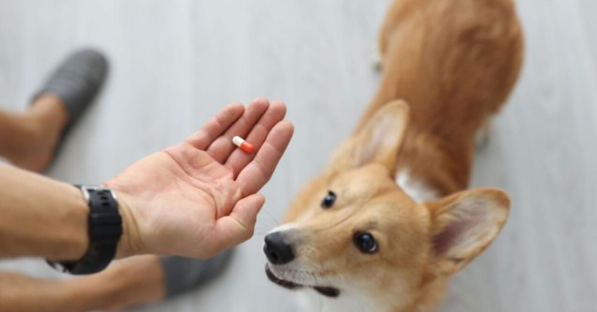 Best Natural Supplements For Dogs | PetGuide