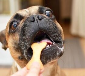 Treats More Likely to Get Your Dog's Attention Than Calling Their Name