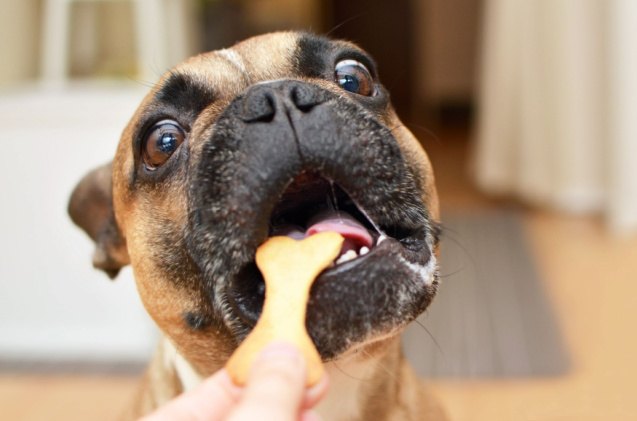 treats more likely to get your dog s attention than calling their name, Firn Shutterstock