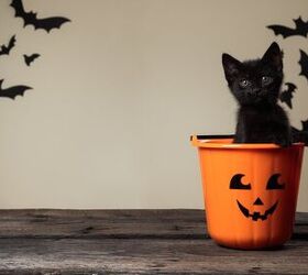 How to Keep Your Cat Safe This Halloween