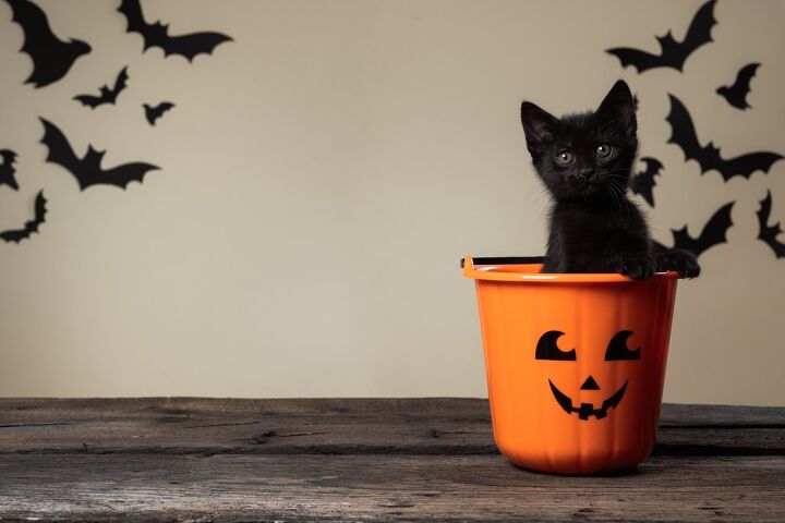 how to keep your cat safe this halloween, Dorottya Papp Shutterstock