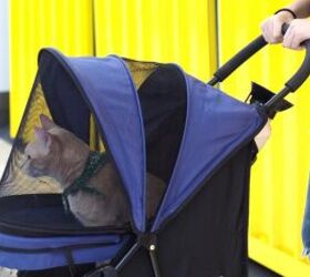 How to Train Your Cat to Sit in a Stroller