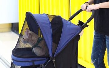 How to Train Your Cat to Sit in a Stroller