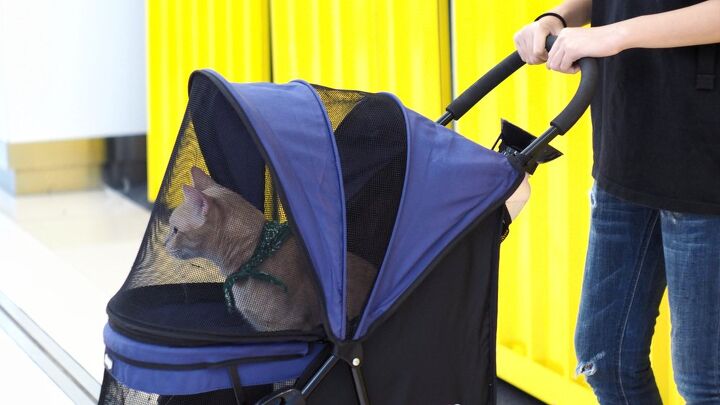 how to train your cat to sit in a stroller, RJ22 Shutterstock