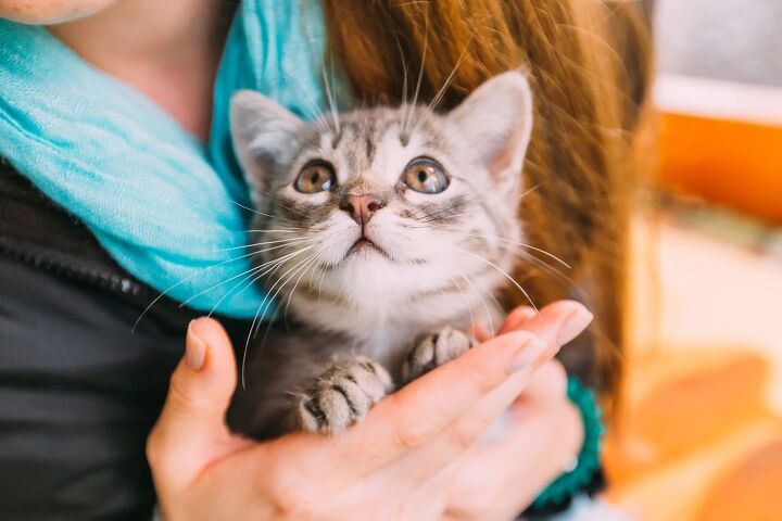 the difference between probiotics and digestive enzymes for cats, Kyryk Ivan Shutterstock