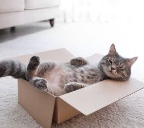 funny cat quirks and habits that might surprise you, New Africa Shutterstock