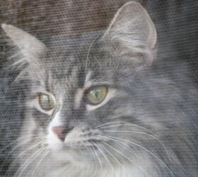 best cat screens for windows, Kittycaper Shutterstock