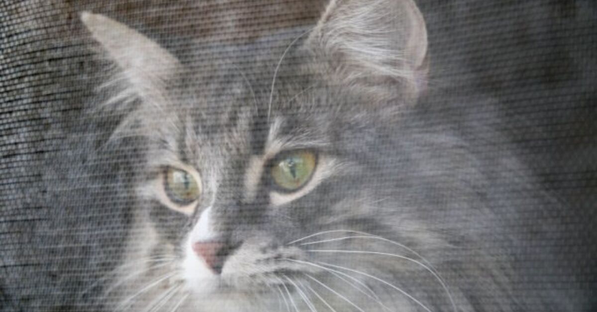 Best Cat Screens for Windows | PetGuide