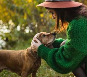 neurological study reveals powerful effect petting dogs has on brain, Ptashkimenko Shutterstock