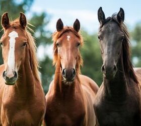 horse terminology explained, Rita Kochmarjova Shutterstock